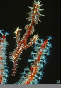 red ghostpipefish by Luc Eeckhaut 
